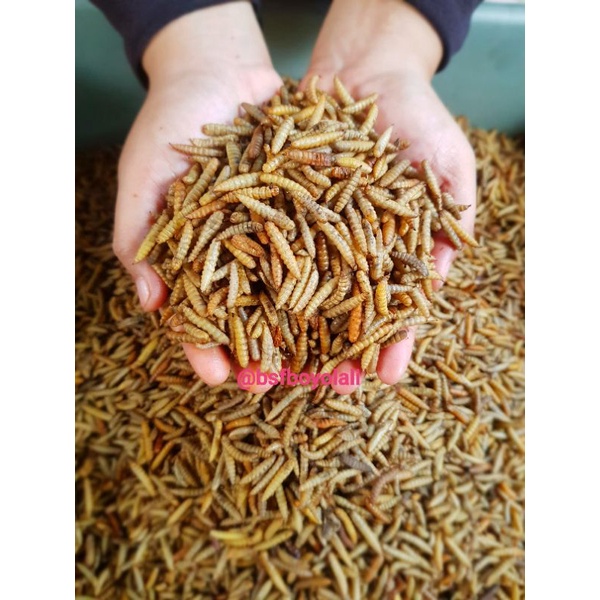 Jual Magot Kering Dry Maggot Pakan Koi Arwana Cana Tidak Berminyak