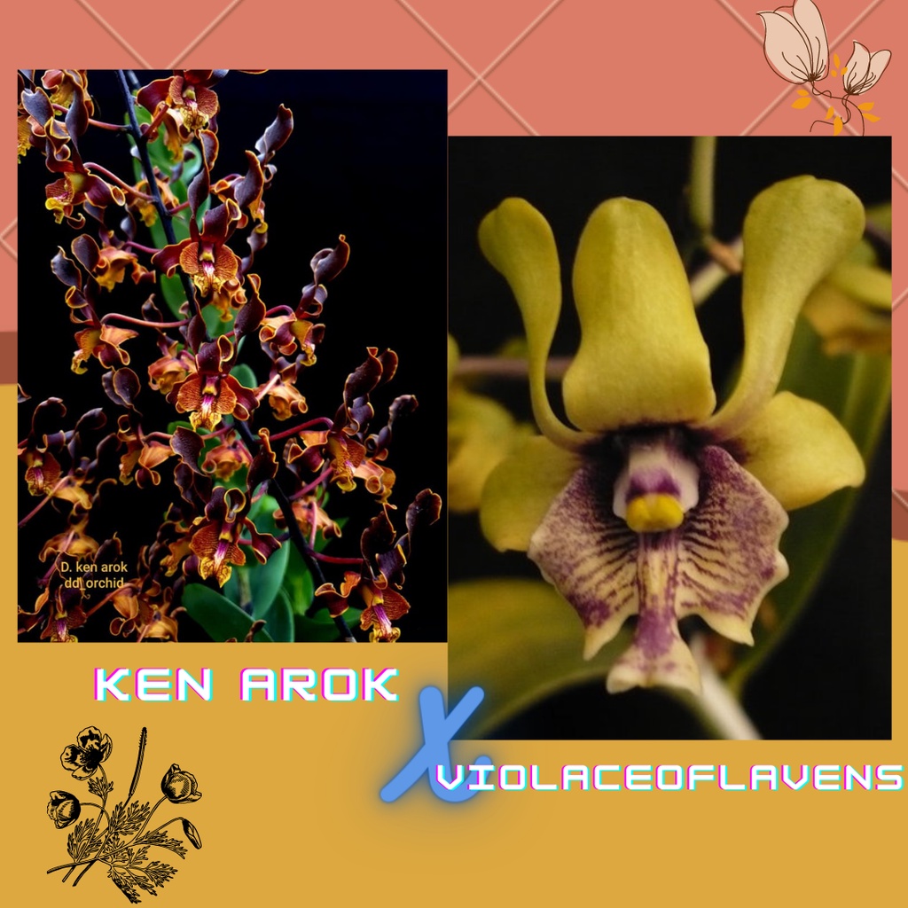 Jual DD Orchid Remaja Dendrobium Ken Arok X Violaceoflavens Shopee