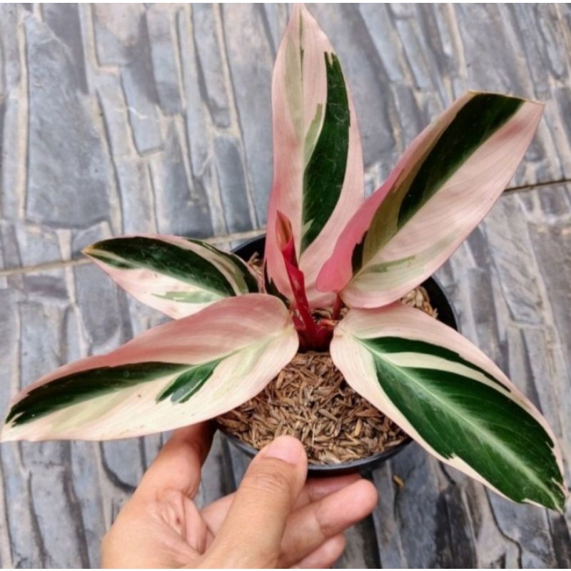 Jual Tanaman Hias Meranti Bali Calathea Bali Shopee Indonesia