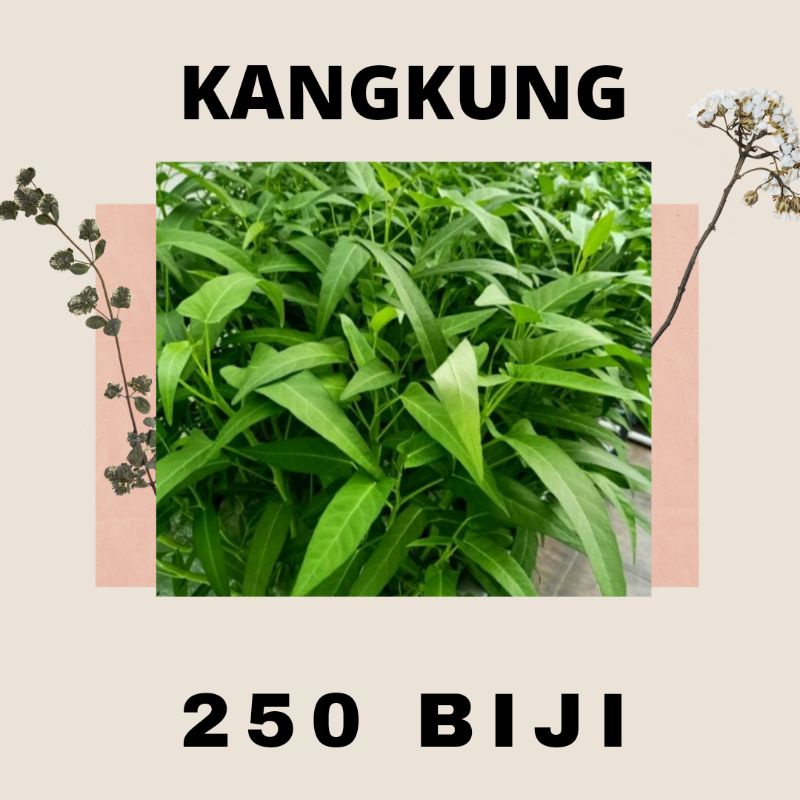 Jual Benih Kangkung Daun Lebar Garuda Speed Benih Sayuran