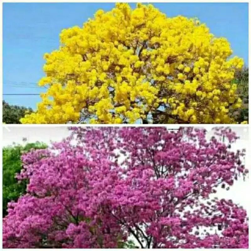 Jual Paket Bibit Tanaman Bunga Sakura Tabebuia Tabebuya Kuning Pink