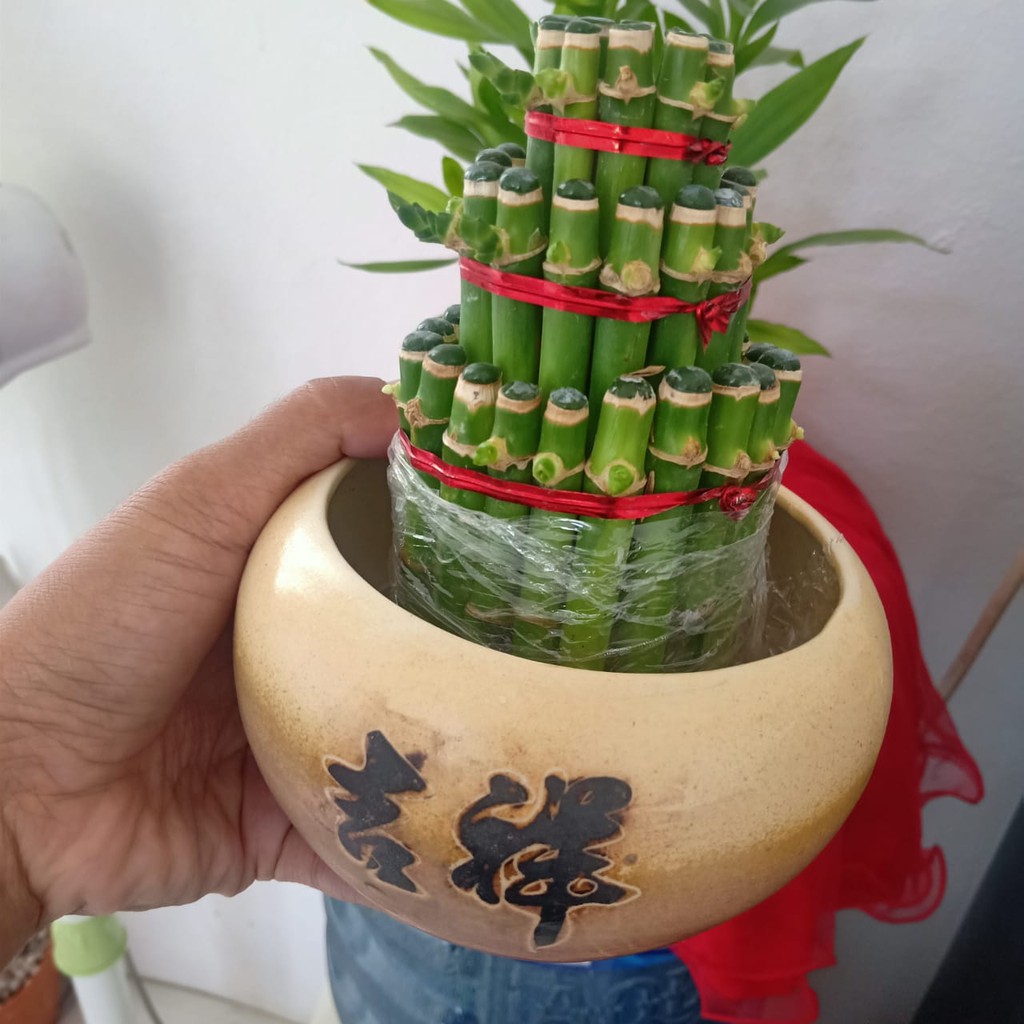 Jual Bambu Hoki Pagoda Susun Bambu Sri Rezeki Bambu Cina Lucky Bamboo