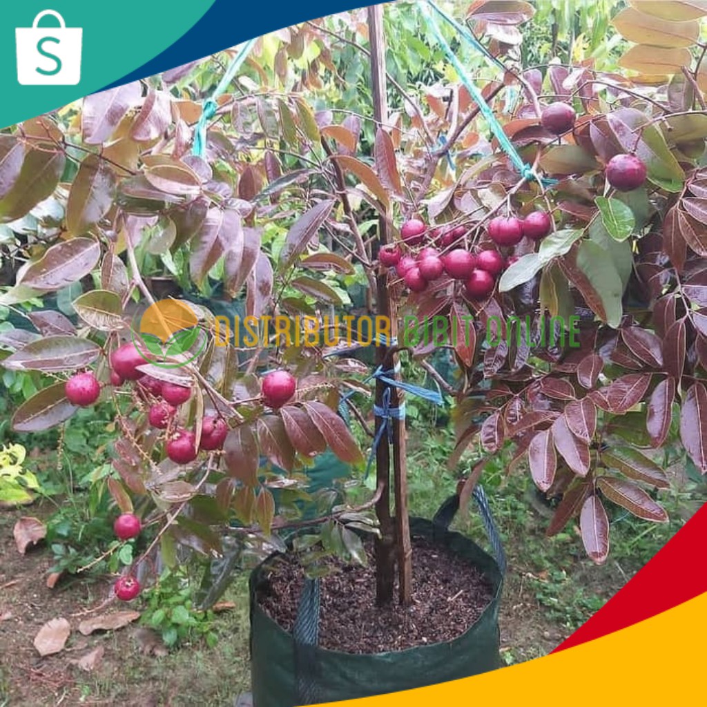 Jual Bibit Kelengkeng Merah Ruby Longan Bibit Klengkeng Merah