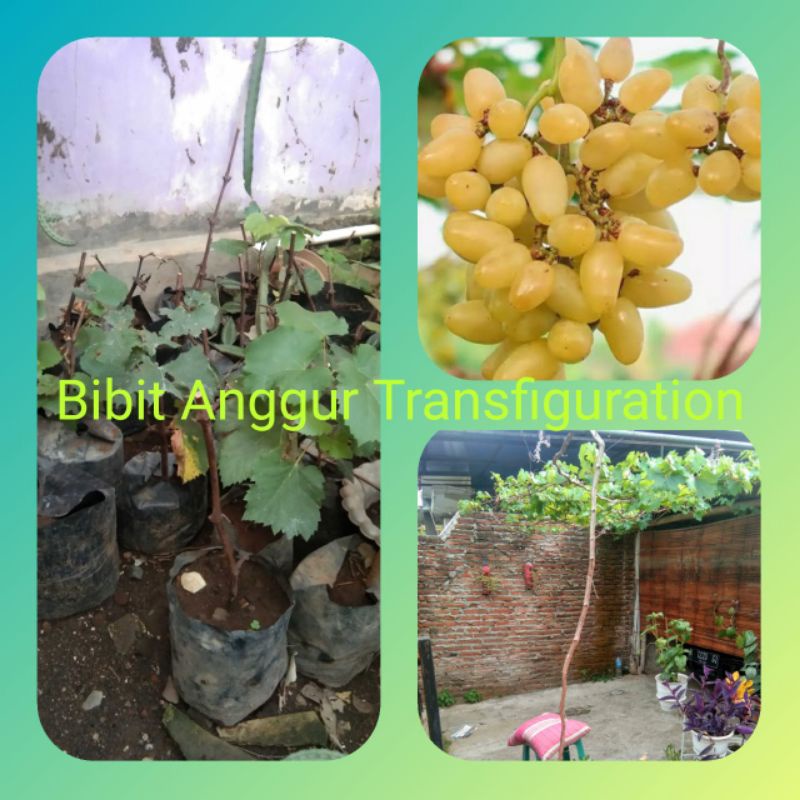 Jual Bibit Anggur Import Transfiguration Shopee Indonesia