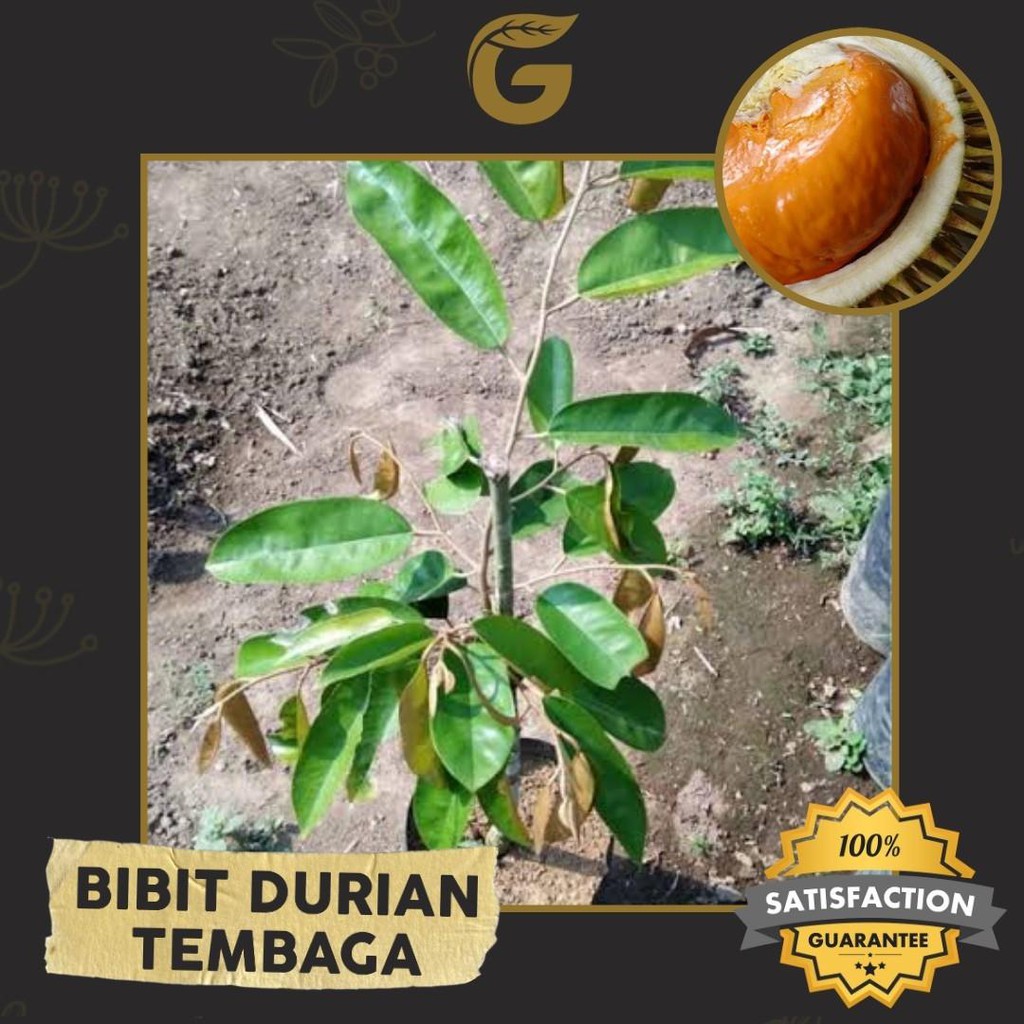 Jual Goldseeds Bibit Tanaman Buah Durian Tembaga 30 35 Cm