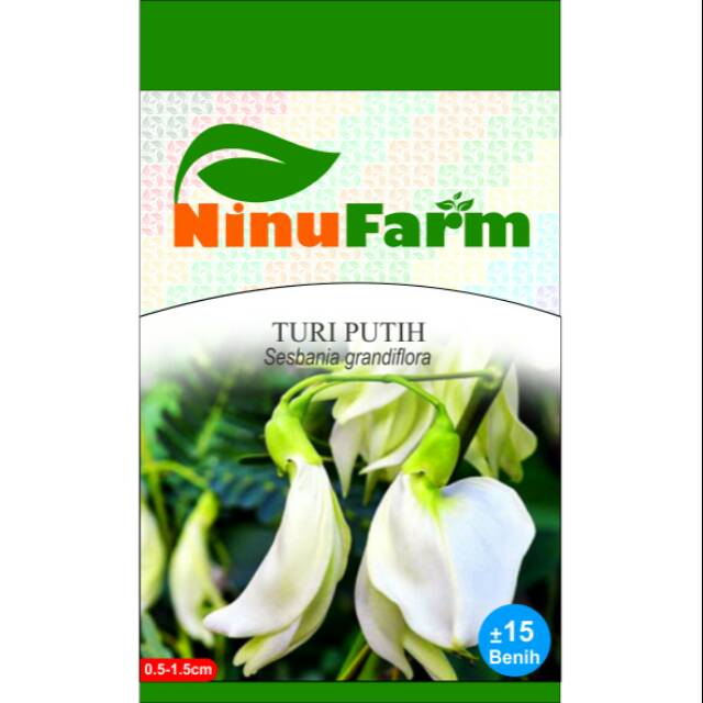 Jual Benih Bunga Turi Putih 15Seeds Shopee Indonesia