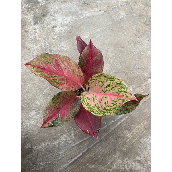 Jual Bunga Aglonema Red Twister Shopee Indonesia