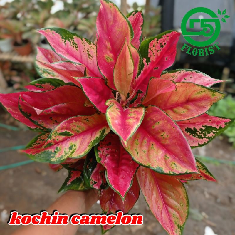 Aglonema Kocin Camelon Indukan Aglonema Red Kocin Tanaman Hias Aglonema