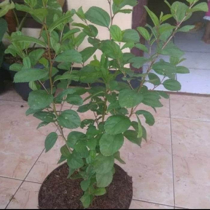 Jual PROMO Pohon Bidara Arab Asli Tinggi 50cm Bibit Pohon Daun Bidara