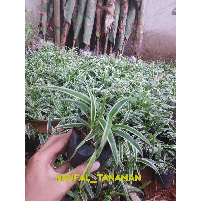 Jual TANAMAN HIAS LILI PARIS UMBI POHON UMBI LILY SPIDER Shopee