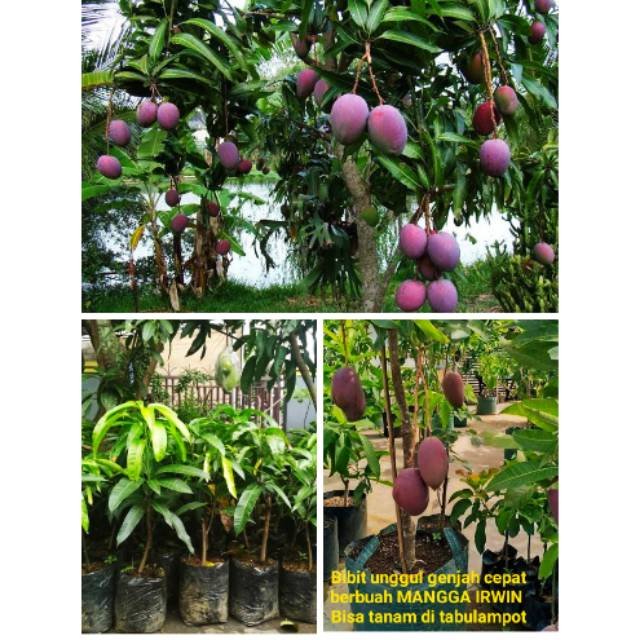 Jual Mangga Ungu Irwin Bibit Pohon Unggul Super Genjah Cepat Berbuah