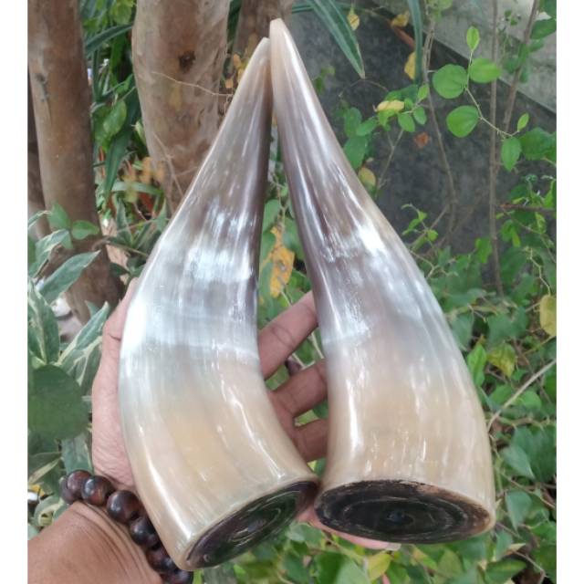 Jual Pipa Once Tanduk Kerbau Bule Mdl Indonesia Shopee Indonesia