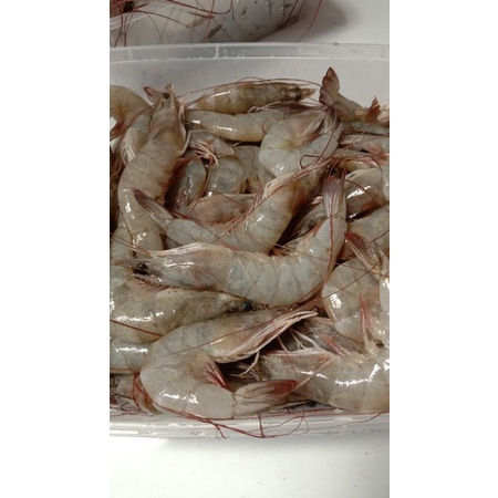 Jual UDANG VANAME BESAR Shopee Indonesia