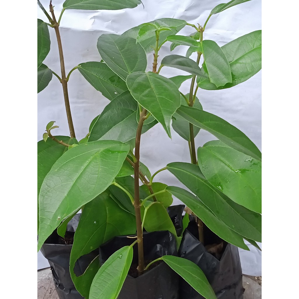 Jual Bibit Cincau Hijau Perdu Premna Oblongifolia Kualitas Super