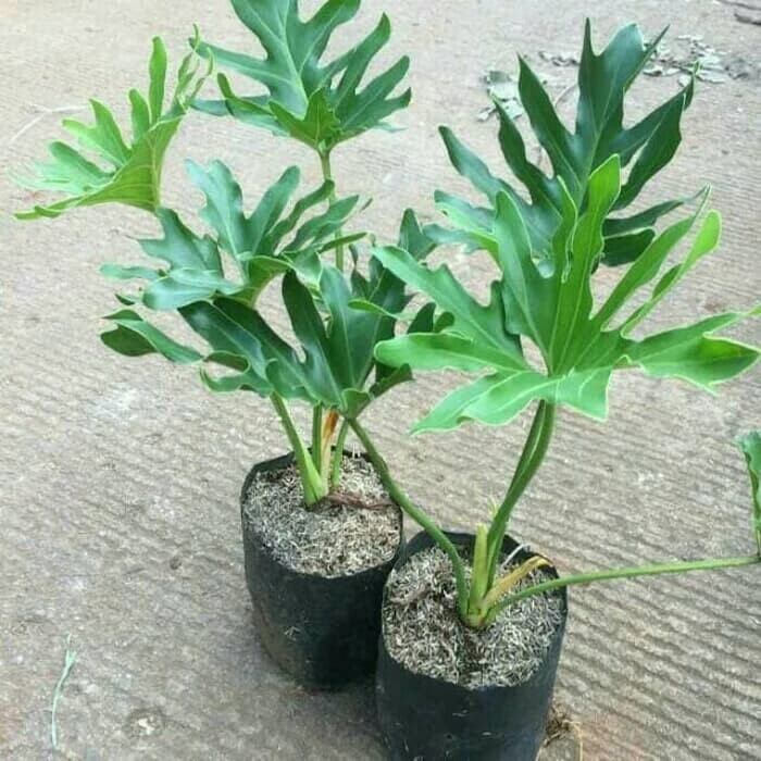 Jual Tanaman Indoor Philodendron Selloum Bibit Taneman Indor Pilo Jari