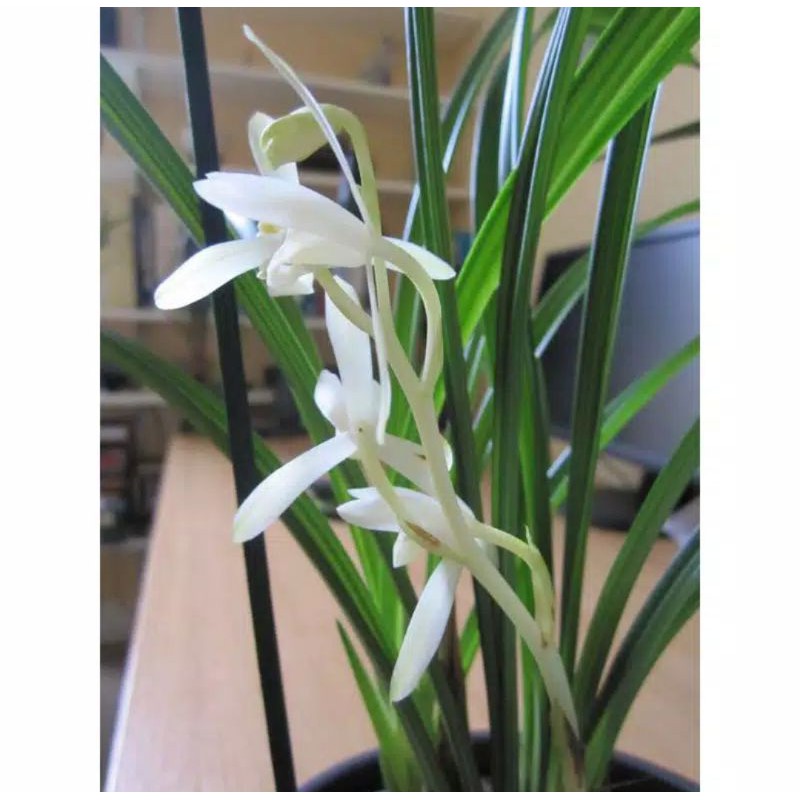 Jual Anggrek Cymbidium Ensifolium Putih Tanaman Hias Hidup Bunga