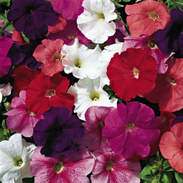 Jual Biji Bunga Petunia Multiflora Hurrah Mix Isi 10 Biji Shopee