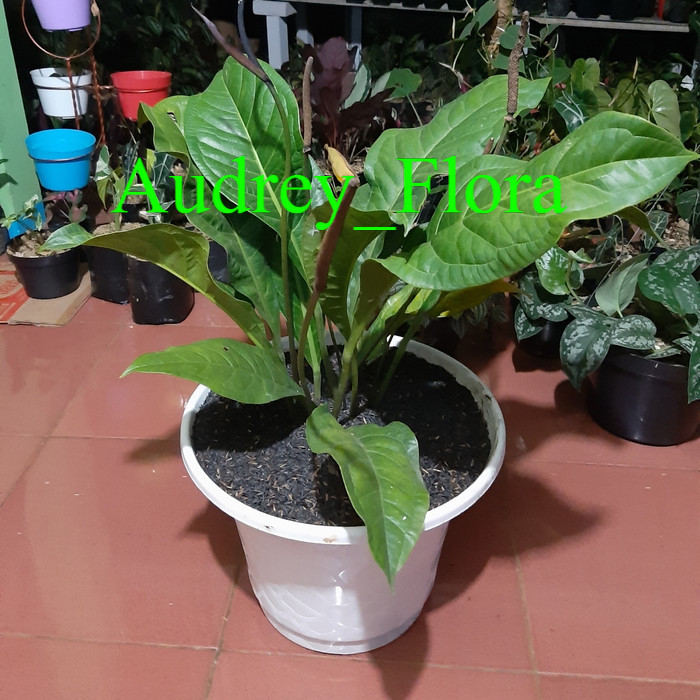 Jual Tanaman Hias Anthurium Jemani Anthurium Jemani Shopee Indonesia