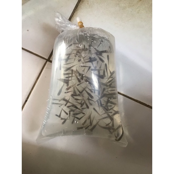 Jual Pakan Ikan Predator Ikan Cere Shopee Indonesia