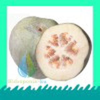 Jual Bibit Benih Kundur Winter Melon 10 Butir Hidroponik Ku