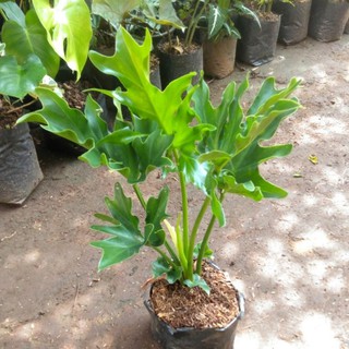 Jual Tanaman Indoor Philodendron Selloum Bibit Tanaman Indor Pilo Jari