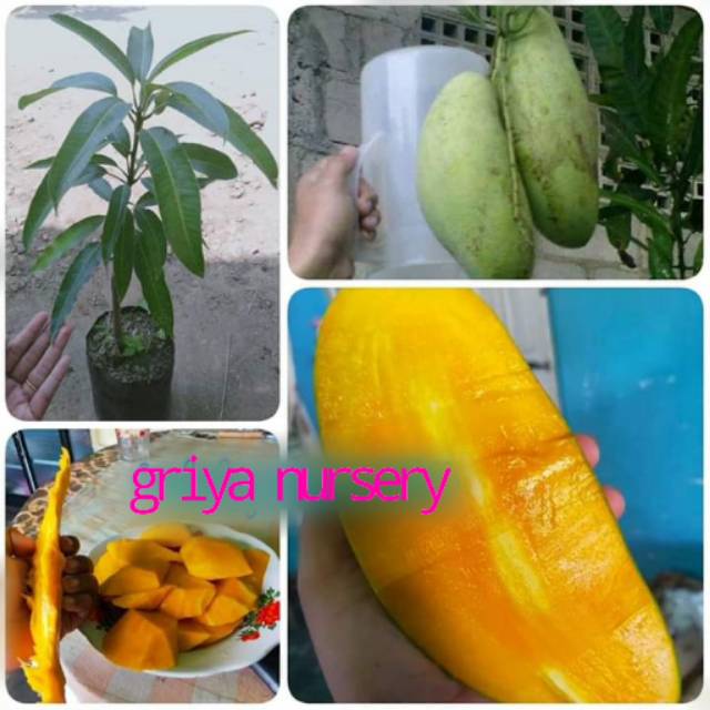 Jual Bibit Tanaman Mangga Golek Super Shopee Indonesia