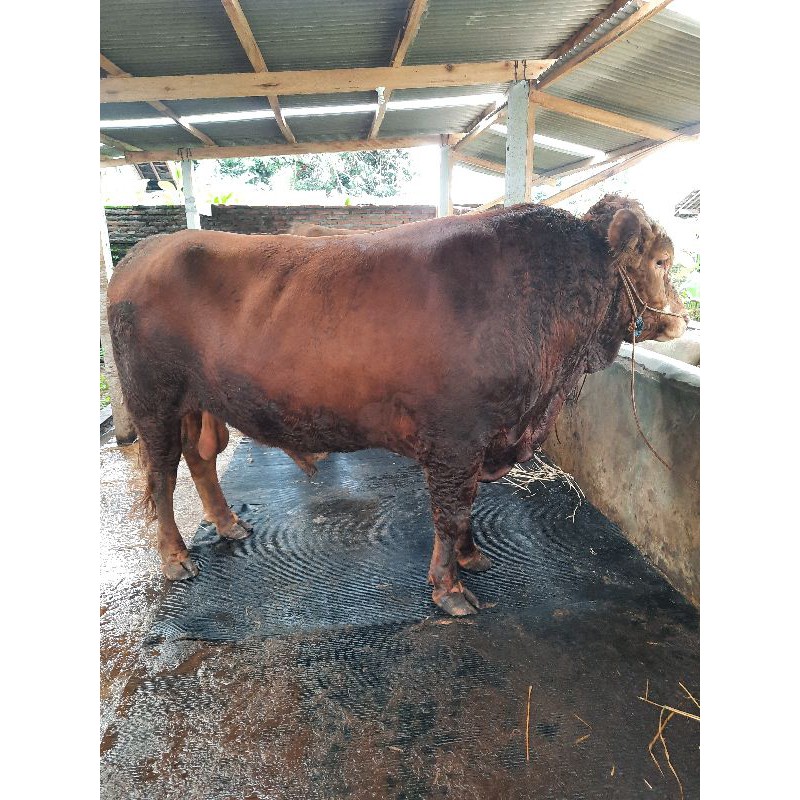 Jual Sapi Qurban Kurban Premium Besar Bobot Kg Ton Daging