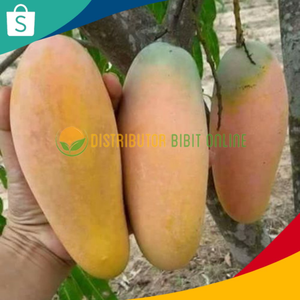 Jual Bibit Mangga Chokanan Hasil Stek Okulasi Cepat Berbuah Shopee