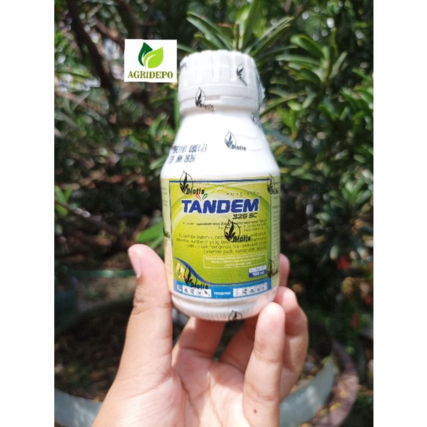 Jual Fungisida Tandem Sc Ml Mengatasi Penyakit Blas Pada Padi