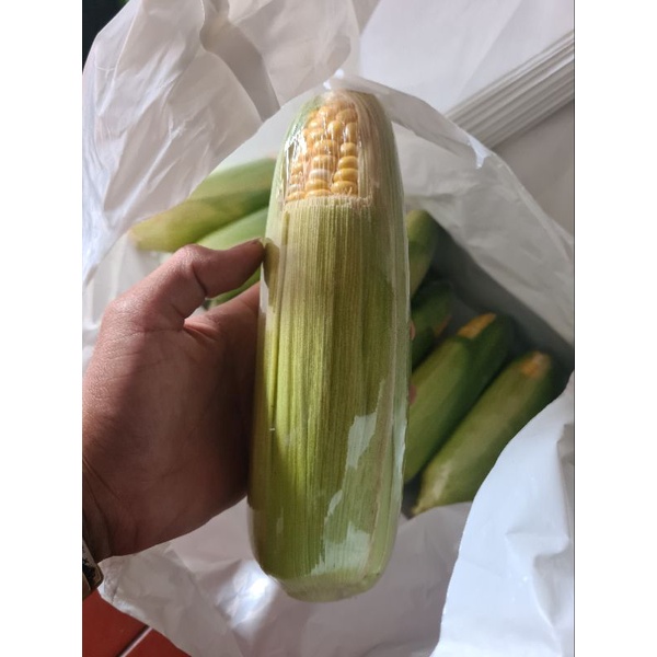 Jual Jagung Hokkaido Jagung Hokaido Sweet Corn Japanese Sweet Corn