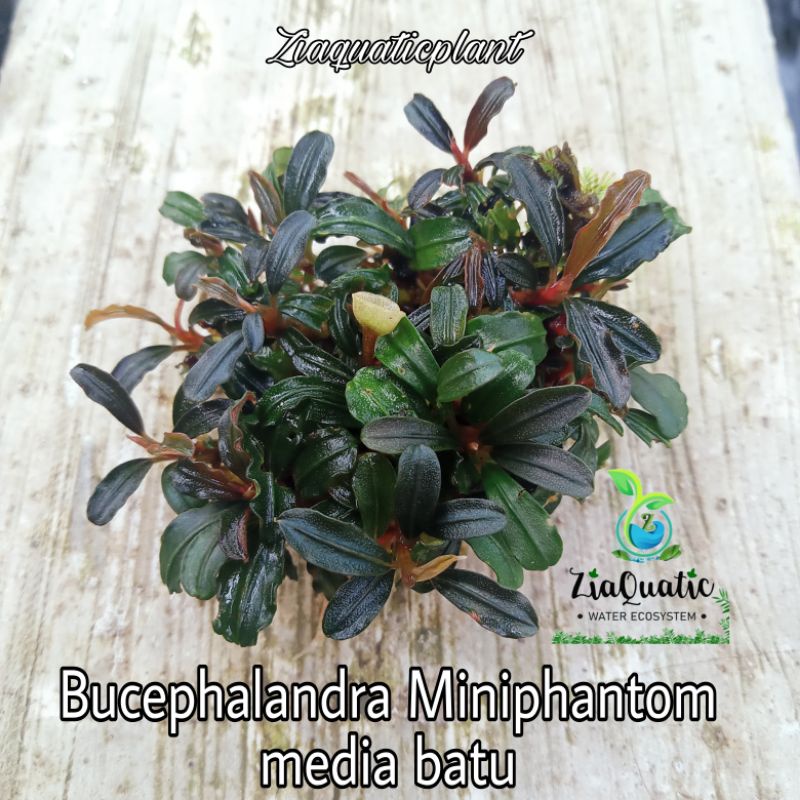 Jual Tanaman Aquascape Bucephalandra Miniphantom Media Batu Indonesia