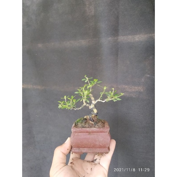 Jual Bahan Bonsai Seribu Bintang Serissa Foetida Shopee Indonesia