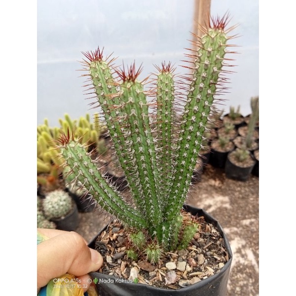 Jual Euphorbia Baioensis Kaktus Apollo Mini Rimbun Kaktus Ownroot