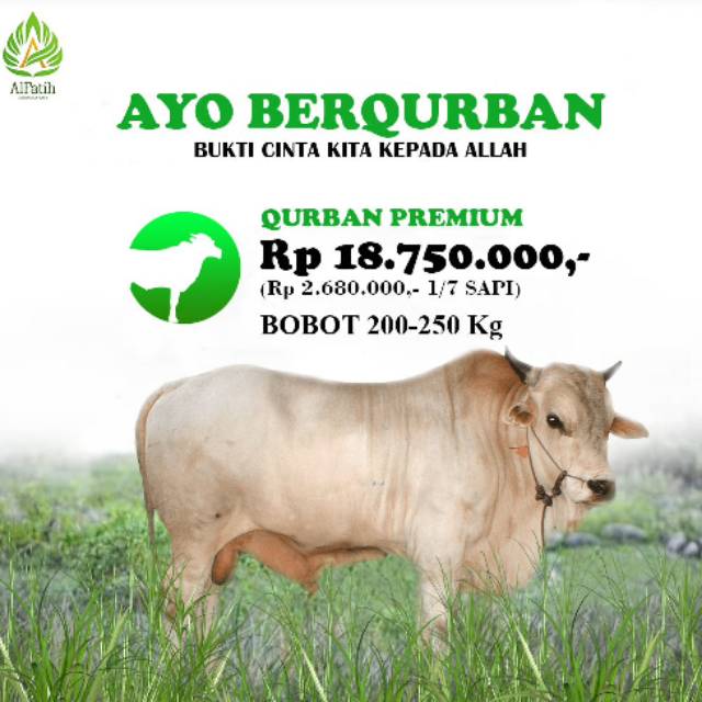 Jual Berkah Qurban Sapi Premium Bobot 200 Kg Shopee Indonesia