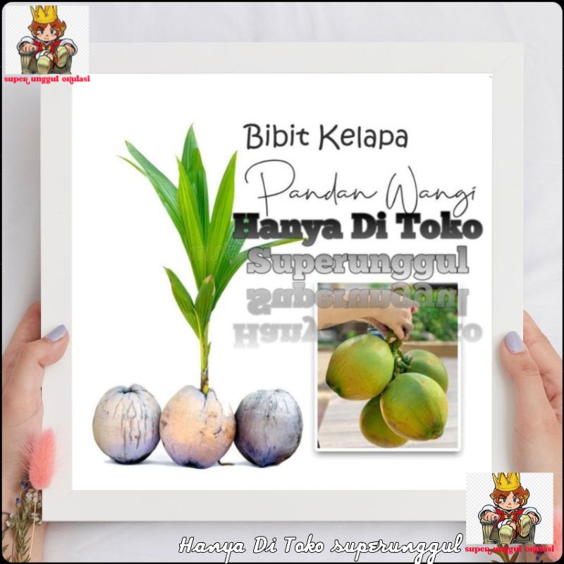 Jual Bibit Buah Kelapa Pandan Wangi Cepat Berbuah Shopee Indonesia