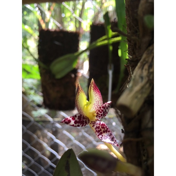 Jual Anggrek Bulpophyllum Macrantum Anggrek Spesies Anggrek Langka