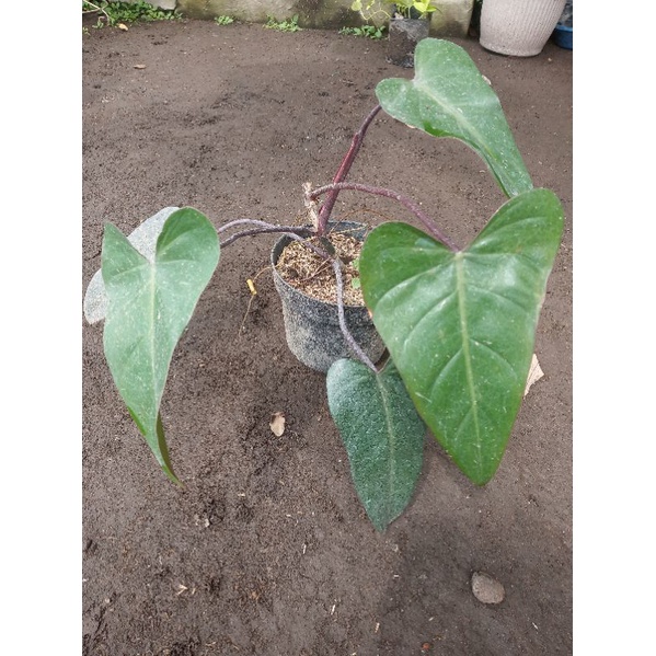 Jual Tanaman Philo Darklord Philodendron Dark Lord Shopee Indonesia