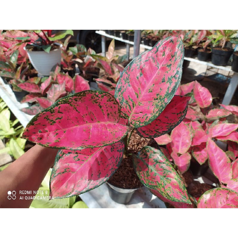 Jual Aglonema Murah Aglaonema Big Apple Jumbo Shopee Indonesia