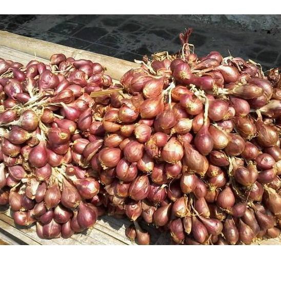 Jual Bibit Bawang Merah Asli Brebes Varietas Bima Indonesia Shopee