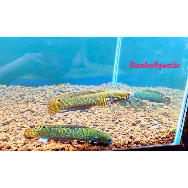 Jual Channa Bleheri Rainbow Snakehead Shopee Indonesia