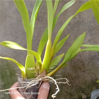 Jual Anggrek Oncidium Golden Shower Dewasa Shopee Indonesia