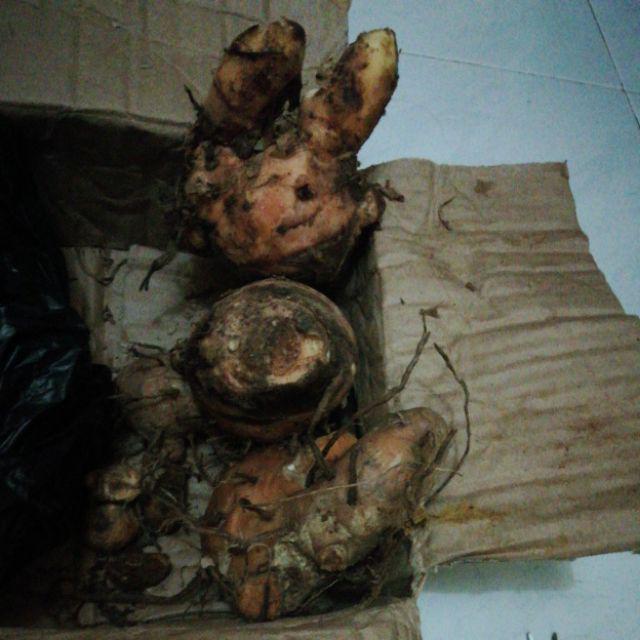 Temu Lawak Segar 1 Kg Koneng Gede Koneng Labak CURCUMA XANTHORRHIZA