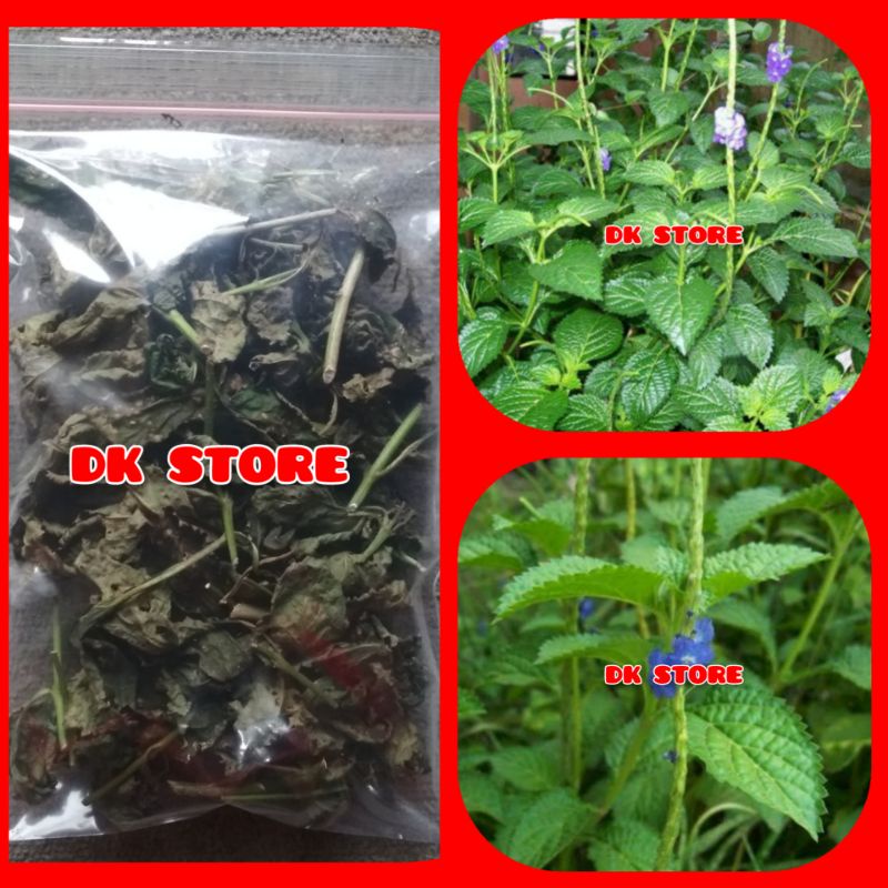 Jual Daun Jarong Daun Pecut Kuda Kering Shopee Indonesia