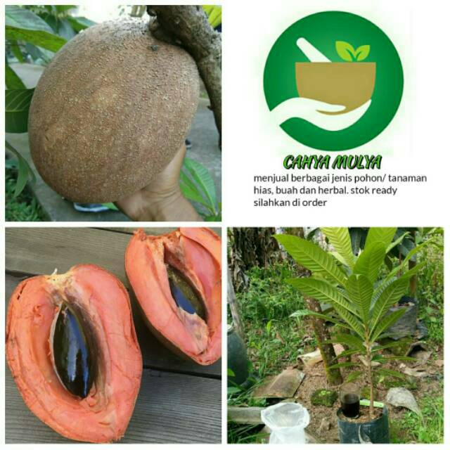 Jual Bibit Pohon Buah Memey Sapote Sawo Besar Langka Shopee Indonesia