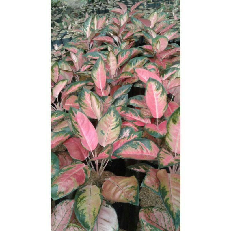 Jual Tanaman Hias Aglonema Red Kocin Super Daun Jumbo Indonesia Shopee