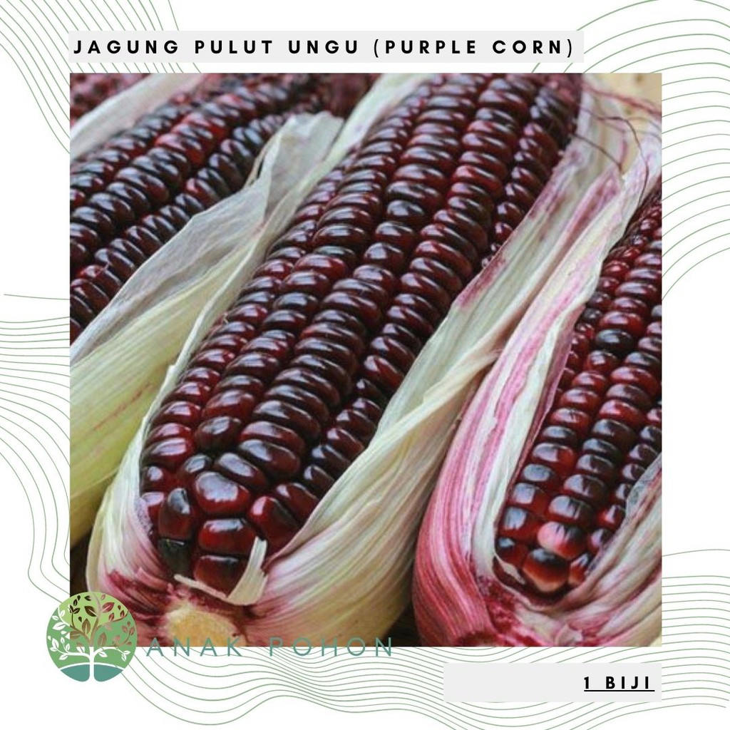 Jual Benih Bibit Biji Jagung Pulut Ungu Purple Corn IMPORT