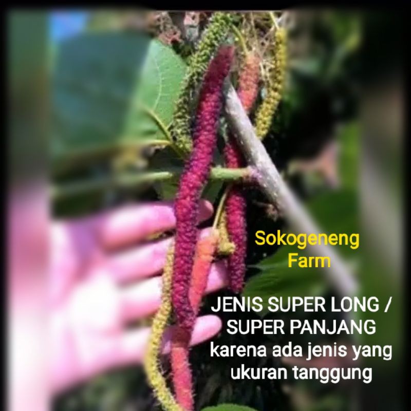 Jual Bibit Cutting Stek Murbei Super Long Asli No Tipu Tipu Super