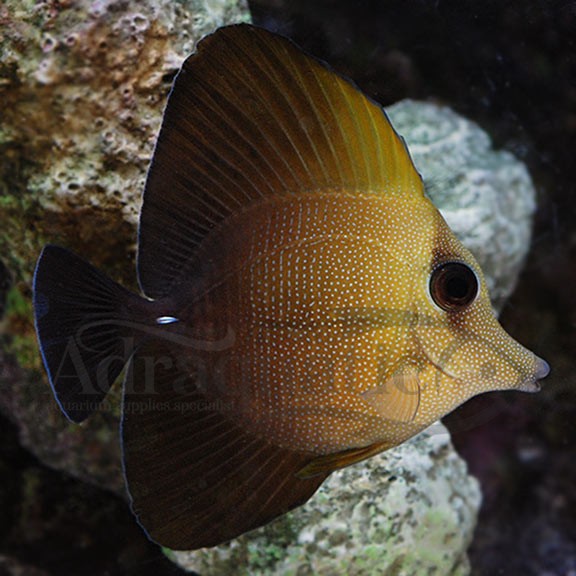 Jual Bandung Ikan Hias Air Laut Burung Laut Brown Sailfin Tang