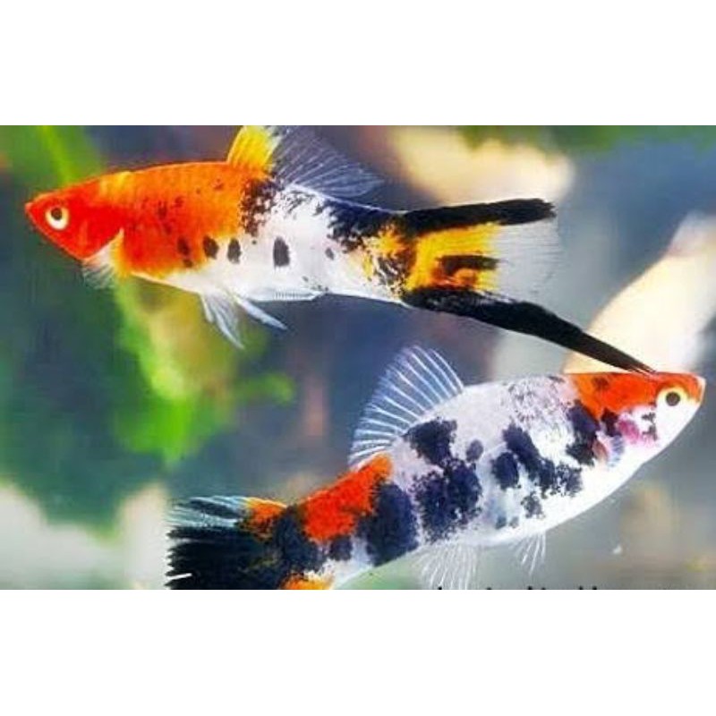 Jual Ikan Pedang Platy Sanke Swordtail Shopee Indonesia