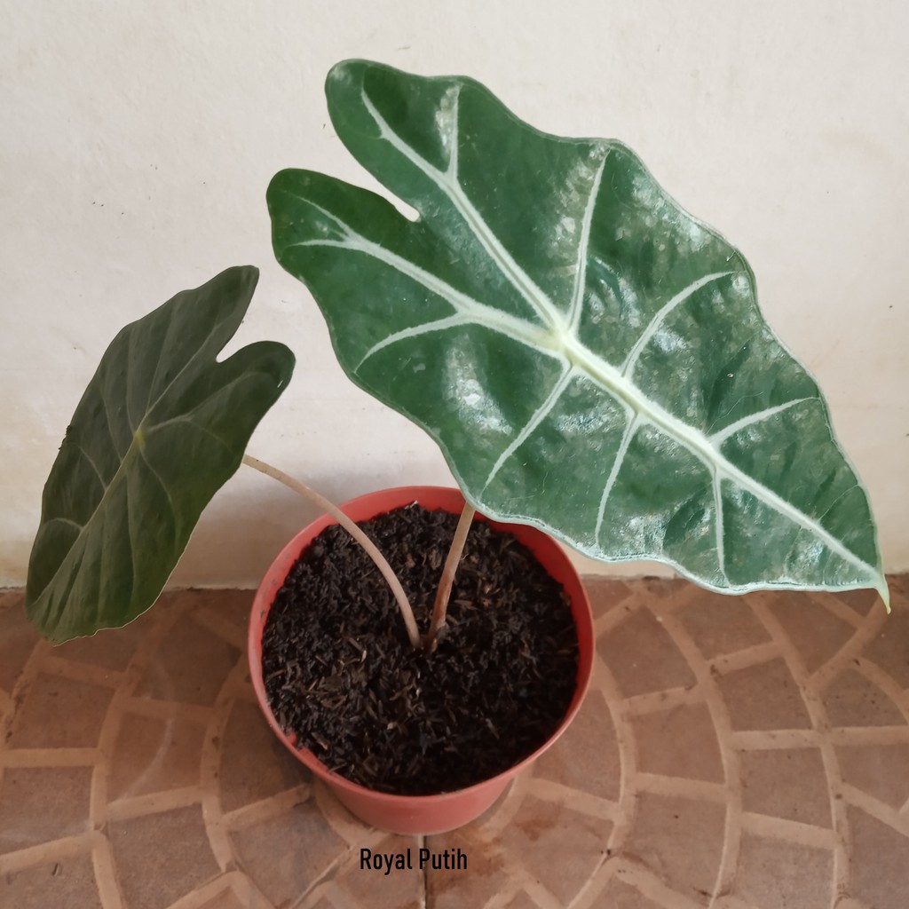 Jual Tanaman Pohon Hias Keladi Amazon Alocasia Tengkorak Indoor